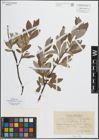 Foto von Salix glauca L. x Salix phylicifolia L.